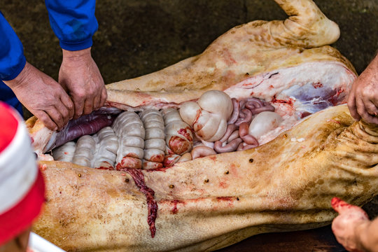 Pig slaughter