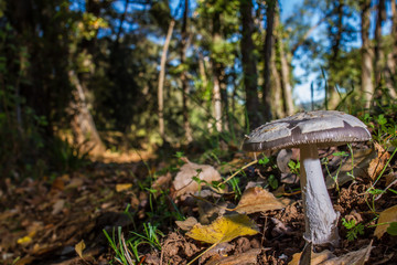 mushroom in the forest on bed of leaves