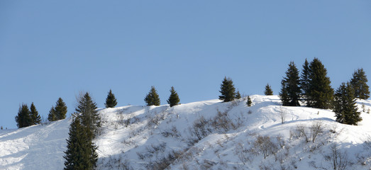 Mountain Slope With Trees