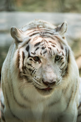 Close up of White Tiger