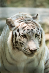 Close up of White Tiger