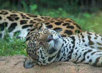Jaguar asleep with mate