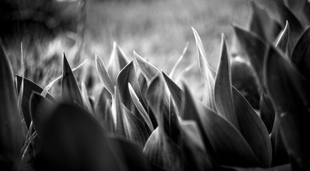 black and white background