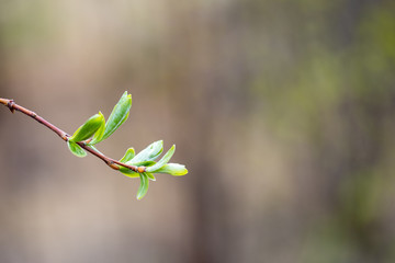 branch with green leaves