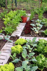 Im Bio-Garten, Selbstversorger-Garten, Gemüsebeete mit Kohlrabi-Pflanzen und verschiedenen Salatsorten