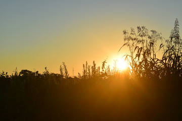 Atardecer en el campo