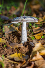 mushroom in the forest on bed of leaves