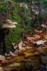 mushroom in the forest on bed of leaves