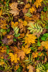 autumn forest, red and yellow leaves, blue sky 