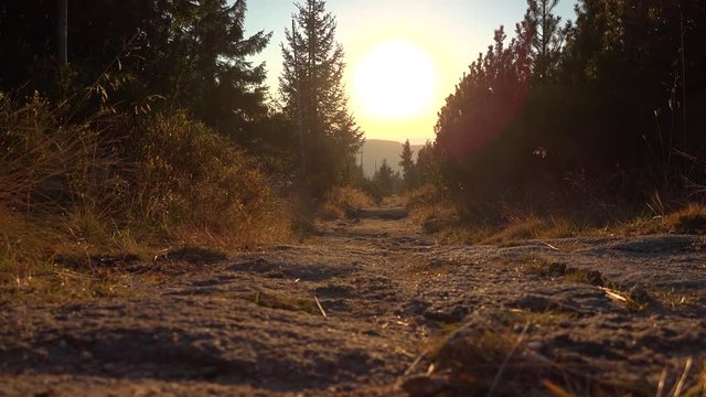 A pathway through wilderness toward the setting sun - view from ground