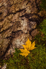 autumn forest, red and yellow leaves, blue sky 