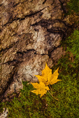 autumn forest, red and yellow leaves, blue sky 