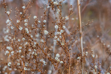 Dried new england aster flowers in a savanna prairie field in winter