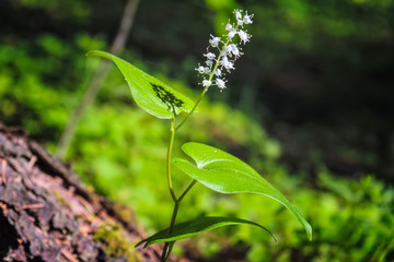 Summer white wildflowers and green plants on meadow in sunlight.