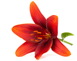 Beautiful flower of asian lily, isolated on white background