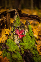 autumn forest, red and yellow leaves, blue sky 