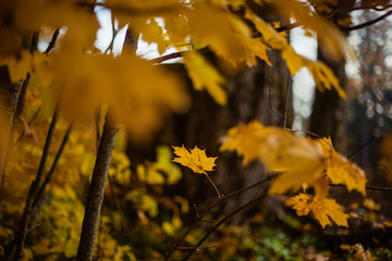autumn forest, red and yellow leaves, blue sky 