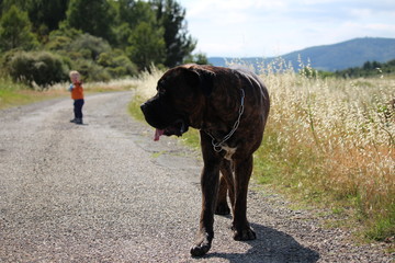 chien cane corso et un bébé d'un an