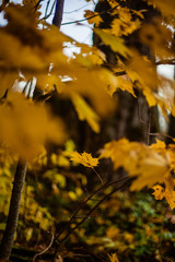 autumn forest, red and yellow leaves, blue sky 