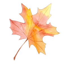 Hand drawn watercolor colorful maple fall leaf isolated on white background.Illustration sketch  for invitation, print or greeting cards