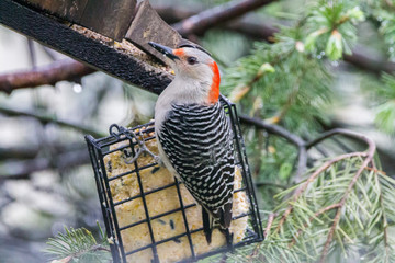 woodpecker on feeder