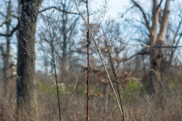 Obraz premium bare trees in the forest
