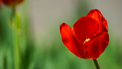 Naklejka premium red tulip on green background of grass