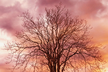 Autumn. Silhouette of a tree without leaves against the sunset sky