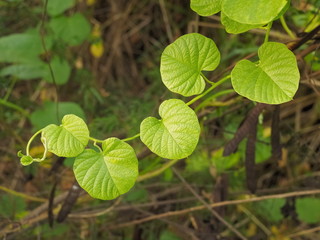 Fototapeta na wymiar Green leaf shape heart of Devil's Trumpet with green nature blurred background, hallucinogen plant known as Jimsonweed, latin name Datura Stramonium.