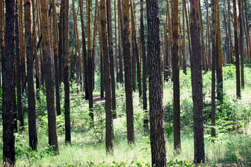 Sun rays in a beautiful green forest. Forest background can be used as wallpaper.
