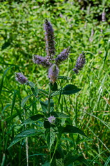 Pennyroyal or Mint Mentha pulegium, herbs, medicinal plant in glade, Vitosha, mountain, Bulgaria  © vili45