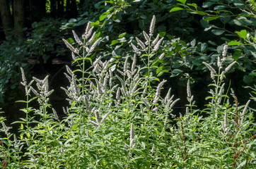 Pennyroyal or Mint Mentha pulegium, herbs, medicinal plant in glade, Vitosha, mountain, Bulgaria  © vili45