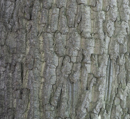 Bark of an oak tree