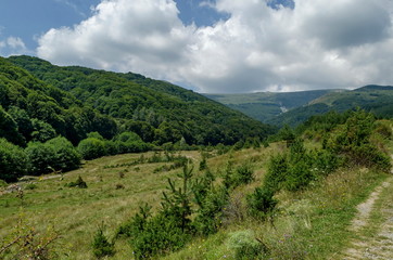 Naklejka premium Panorama of glade and green forest in front of Black peak, Vitosha mountain, Bulgaria 