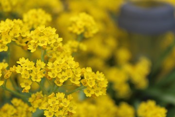 yellow and flowers