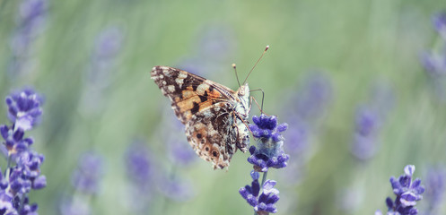 Lavender flowers in field. Pollination with butterfly and lavender with sunshine, sunny lavender. Soft focus, blurred background