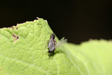 Photographed ants with high resolution in their natural environment