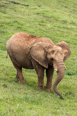 Fototapeta na wymiar Portrait of a elephant on a meadow
