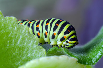Caterpillar of the Machaon crawling on green leaves, close-up