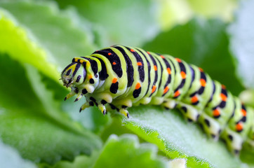 Caterpillar of the Machaon crawling on green leaves, close-up