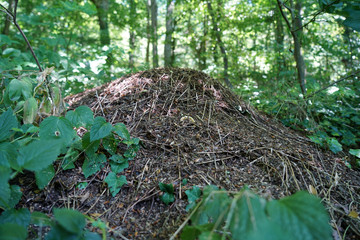 Photographed ants with high resolution in their natural environment