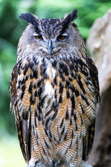 Portrait of a royal owl. Close up.