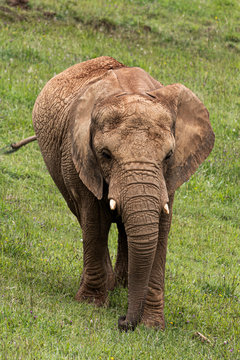 Portrait of a elephant on a meadow