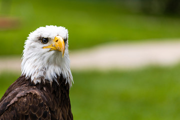 Obraz premium Portrait of a incredible fishery eagle in a sunny day