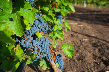 Vineyards at sunset in autumn harvest