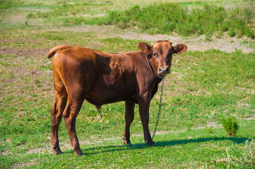 Cows in a farm. Dairy cows
