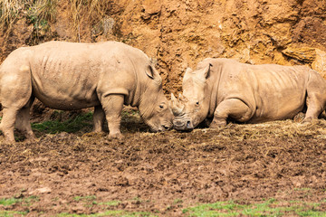 Fototapeta premium Group of rhinos resting in South Africa