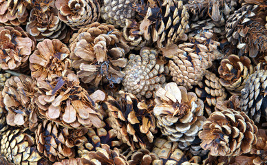 Pine cones