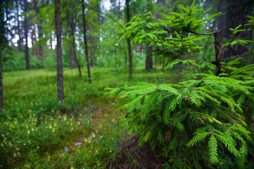 Fototapeta na wymiar Green prickly branches of a fur-tree or pine