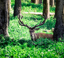 A young Red deer stag in the summer forest